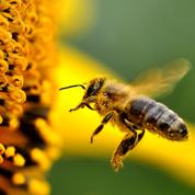 Biodiversité: les fleurs sauvages menacées par le déclin des pollinisateurs