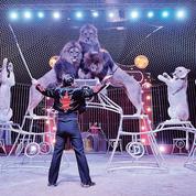 Loi contre la maltraitance animale: bientôt des cirques sans animaux sauvages