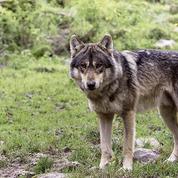 Polémique autour du nombre de loups en France