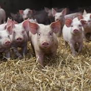 La flambée des cours céréaliers plombeles élevages porcins