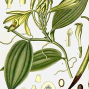 Vanilla Planifolia: de la plante au parfum