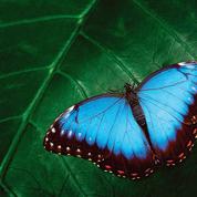 Amazonie: comment le papillon morpho s’est adapté pour survivre dans la canopée