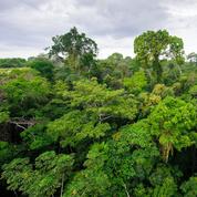 Engie et Axa s’engagent sur des projets forestiers durables