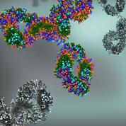 Immunothérapie: des anticorps leurrés pour attaquer de nouvelles cibles