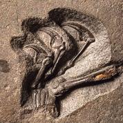Un fabuleux ptérosaure mis au jour en Écosse