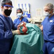 Le premier cœur animal greffé sur un homme était infecté par un virus porcin