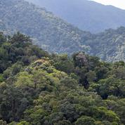En Australie, la mortalité des arbres tropicaux a doublé en quarante ans