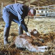 Épuisés, agressés… Le grand mal-être des vétérinaires