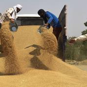 En Inde, le premier ministre interdit les exportations de blé pour protéger la population de l’inflation