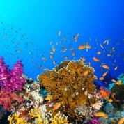 La Grande Barrière de corail menacée de disparition