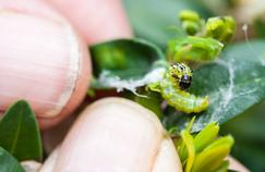 Pyrale du buis: comment repousser l’envahisseur