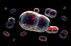 Un virus de la variole relance la crainte d’une guerre bactériologique 