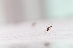 Mieux lutter contre  le moustique  de la dengue