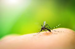 Dengue : plus de 2000 personnes contaminées à La Réunion 