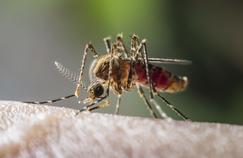 Le Paraguay a réussi à éradiquer le paludisme 