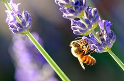 Des fleurs pour les abeilles, saison 3