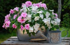Du bon usage de l’arrosage au jardin et sur son balcon