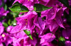 Plantes grimpantes: il y en a pour tous les goûts!