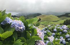 Les Açores dévoilent leurs secrets botaniques