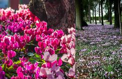 Désherber son jardin avec... des fleurs