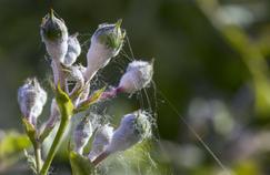 Sachez reconnaître les parasites de vos plantes