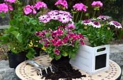 Des fenêtres et des balcons fleuris tout l’été