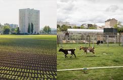 La renaissance de la dernière ferme maraîchère de Saint-Denis