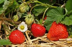 Fraises: les dix variétés à planter au jardin