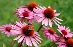 Fleurs: comment créer des massifs harmonieux