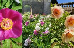 La fantastique collection de pivoines du château de Sourches