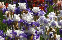 Sur la route éphémère des iris en fleur