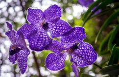 Orchidées: faut-il les sortir en été?