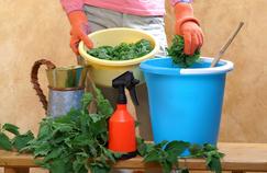 Parasitisme: peut-on soigner les plantes par les plantes?