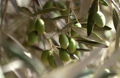 France 5 zoome sur l’olive, un fruit gorgé de soleil et d’amertume