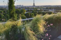 Le grand boom des graminées ornementales