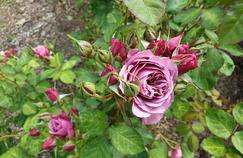 Dans le paradis français des roses japonaises