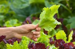 Potager: que planter après les premières récoltes?