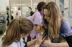 Grands Reportages en immersion dans les écoles vétérinaires