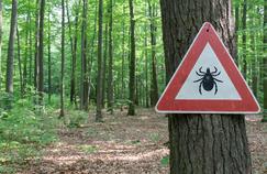 Cinq choses à savoir sur la maladie de Lyme