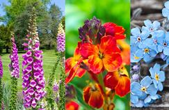Digitale, giroflée, myosotis: la valse des bisannuelles 