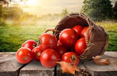 Des tomates au jardin jusqu’en novembre, c’est possible!