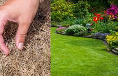 Comment redonner vie à son jardin après un été de braise