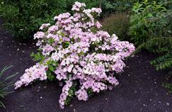 Un hortensia exceptionnel primé au Salon du végétal