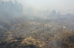 Nuage toxique, orangs-outans menacés: les conséquences des incendies en Indonésie