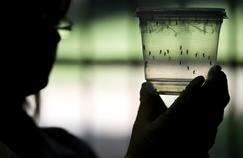 Dengue et zika: de plus en plus de cas contractés en métropole