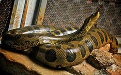 Un python royal en liberté effraie une université canadienne