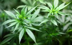 L’université d’Oxford crée un programme de recherche sur le cannabis