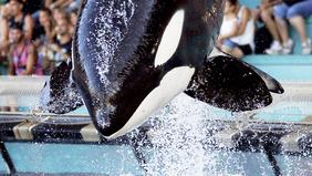 Marineland d’Antibes : les images d’une orque stimulée sexuellement ...