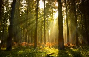  + 3,5 % sur le prix de l’hectare de forêt en 2018