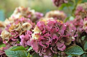 Jardin: ces hortensias qui changent de couleur en automne